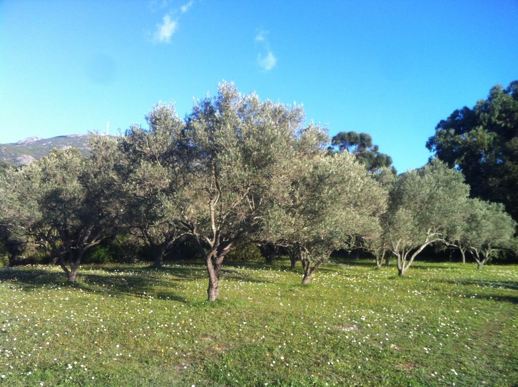 Les Jardins De Foata Barbaggio